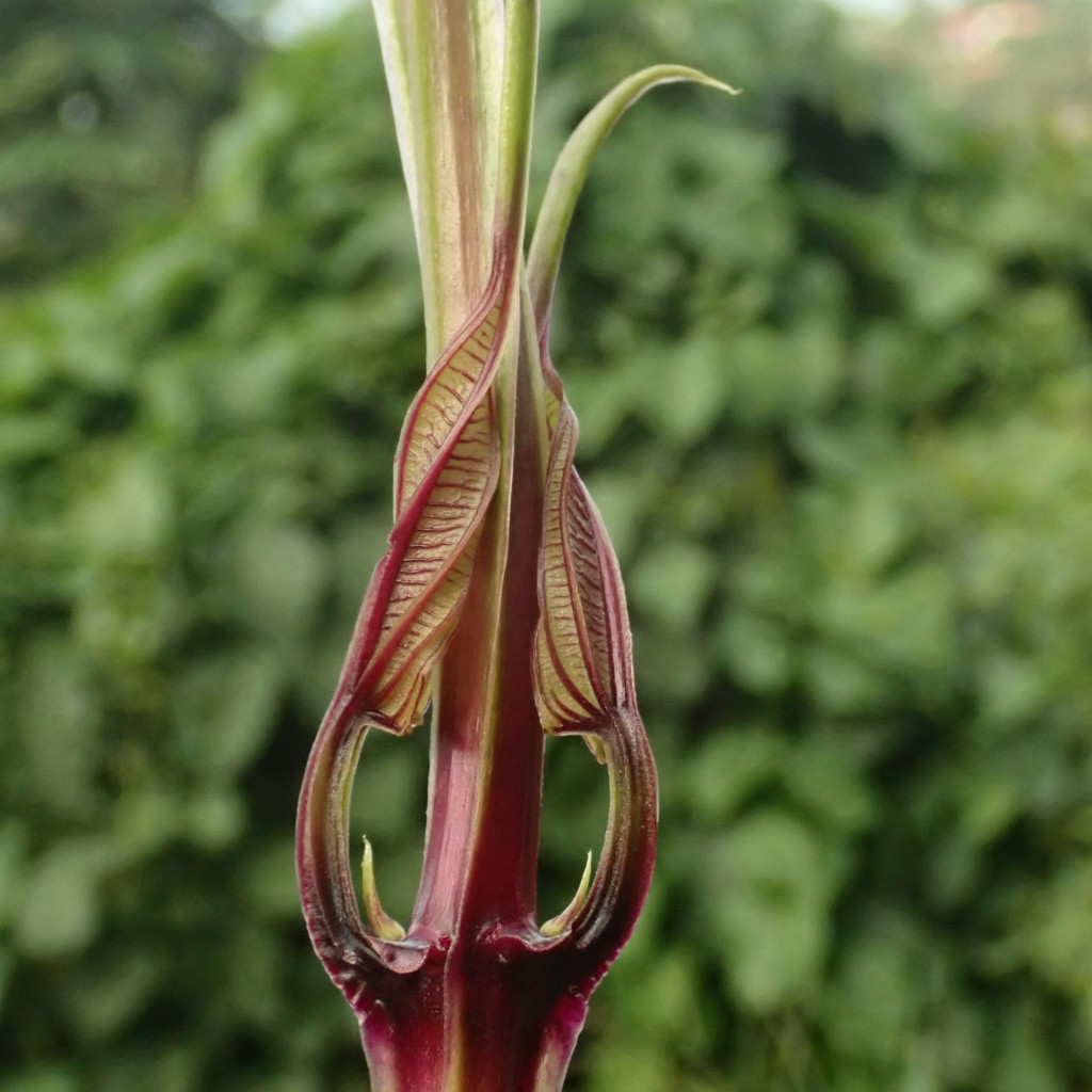 Dioscorea alata-c.jpg