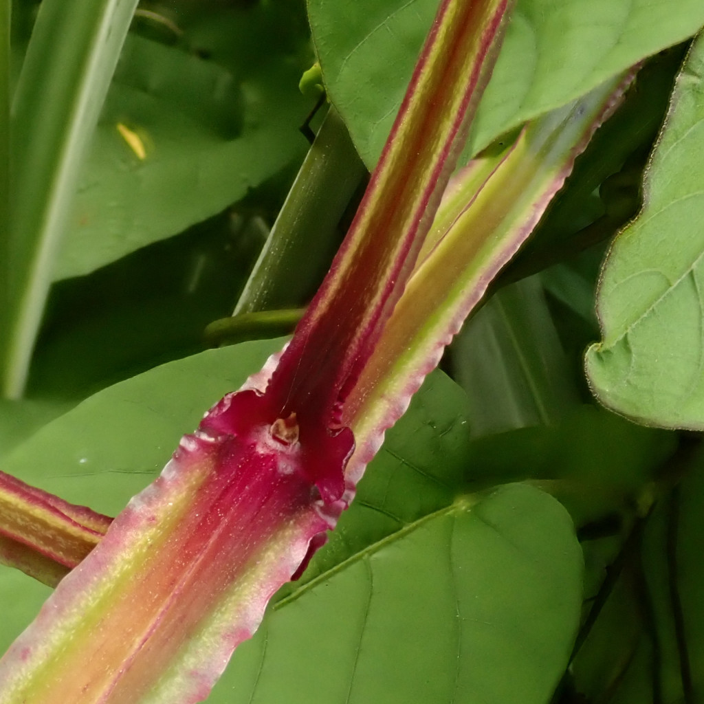 Dioscorea alata-d.jpg