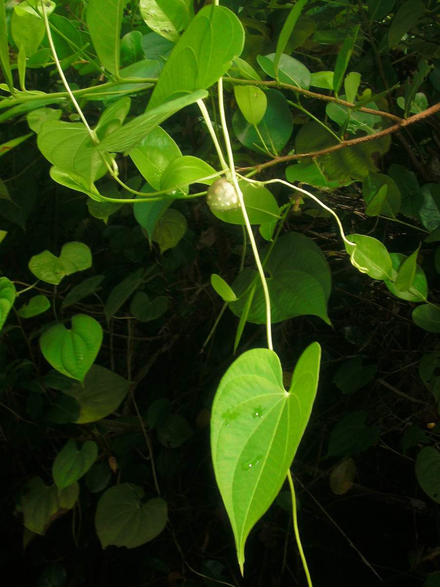 Dioscorea bulbifera-a.jpg