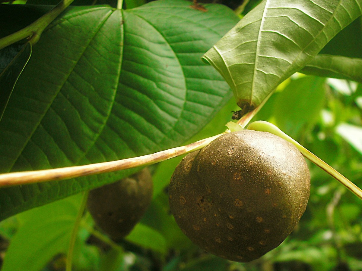 Dioscorea bulbifera-b.jpg
