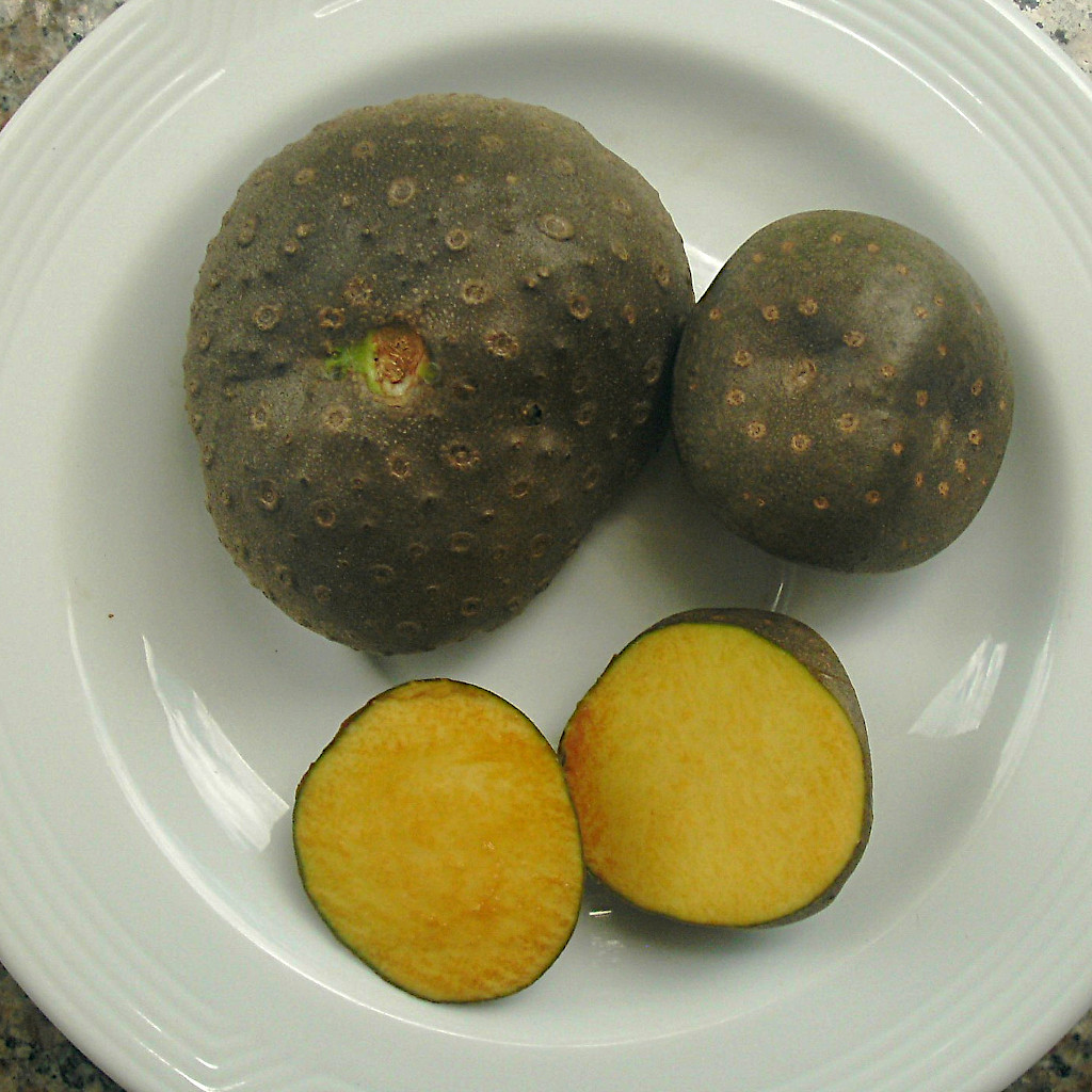 Dioscorea bulbifera-c.jpg