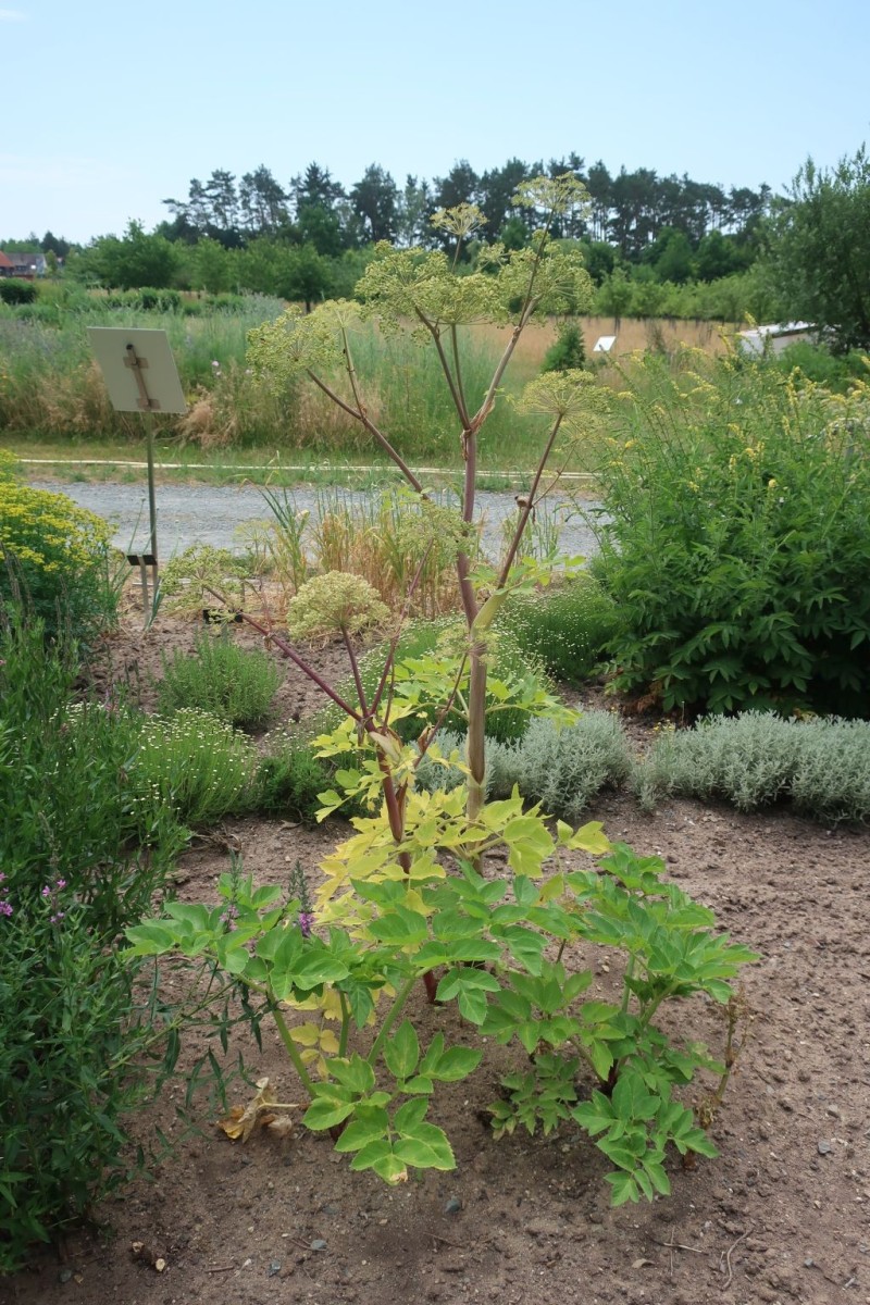 2022-06-19_Angelica archangelica 1_OEBG Bayreuth.jpg