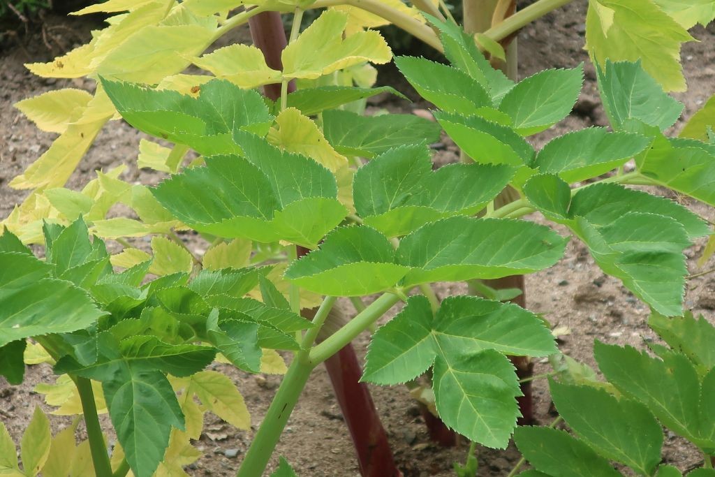 2022-06-19_Angelica archangelica 3_OEBG Bayreuth.jpg