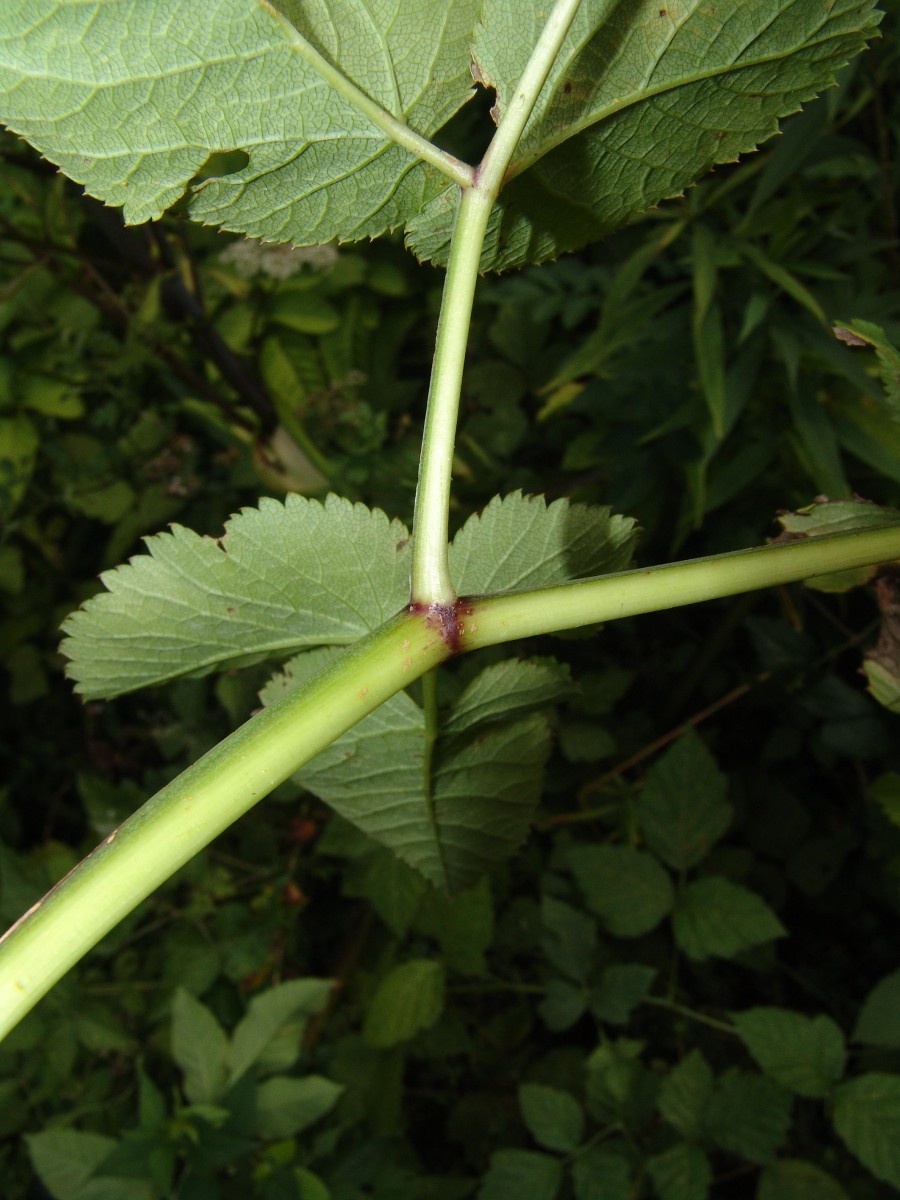 Angelica sylvestris ssp sylvestris Rhinau Blatt G06.jpg