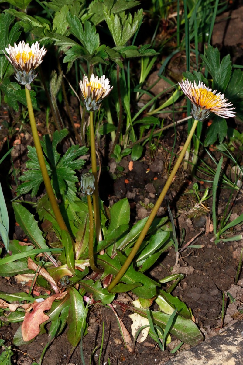 Taraxacum pseudoroseum GartenWe26 A01.JPG