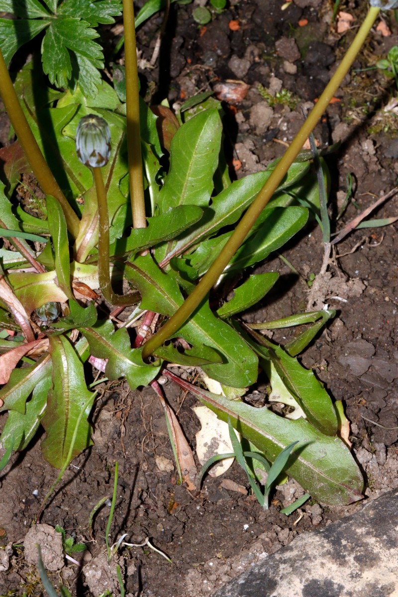Taraxacum pseudoroseum GartenWe26 A04.JPG