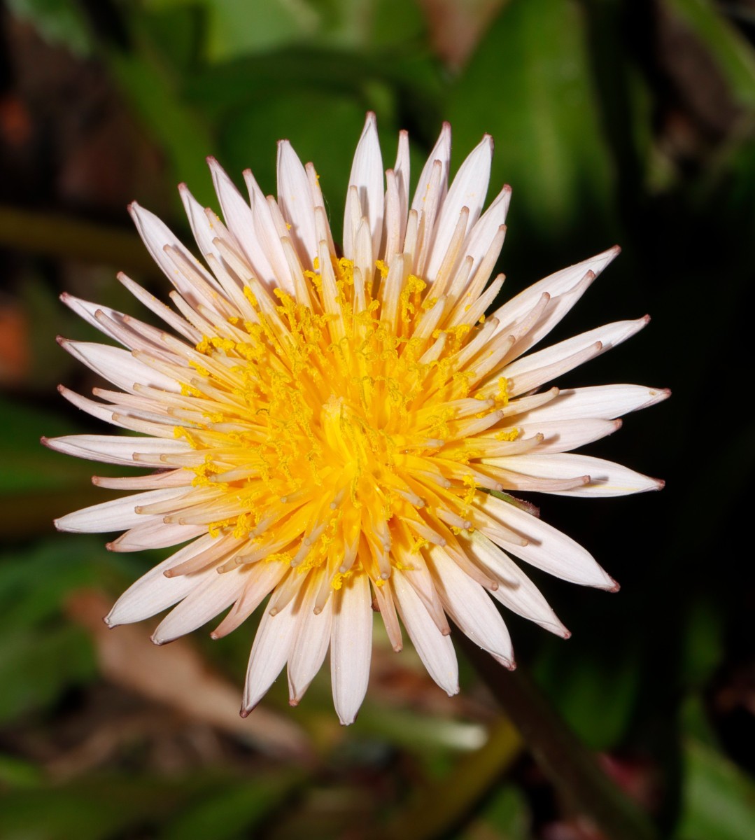 Taraxacum pseudoroseum GartenWe26 A05.JPG
