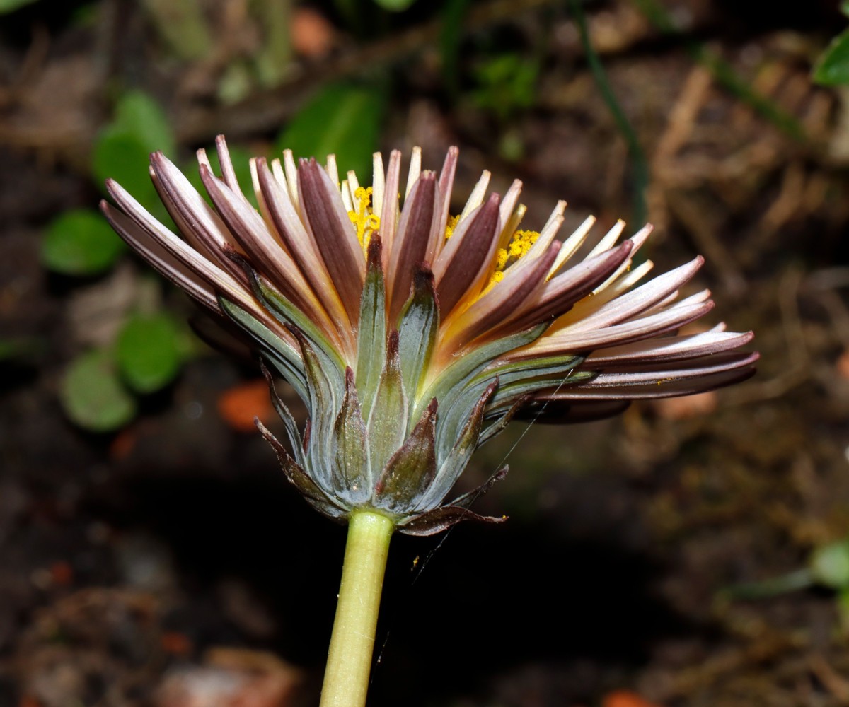 Taraxacum pseudoroseum GartenWe26 A08.JPG