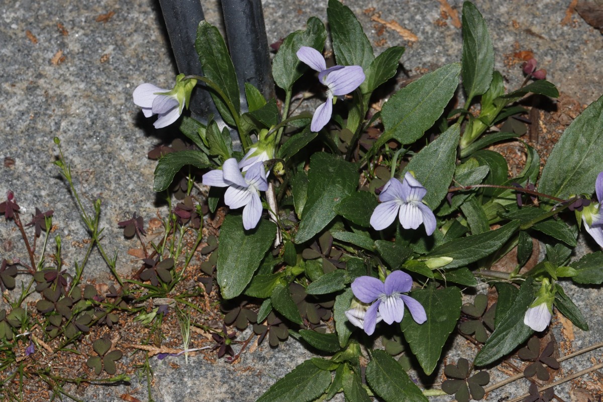 Viola pumila GartenWe 26 Pflasterritze A02.JPG