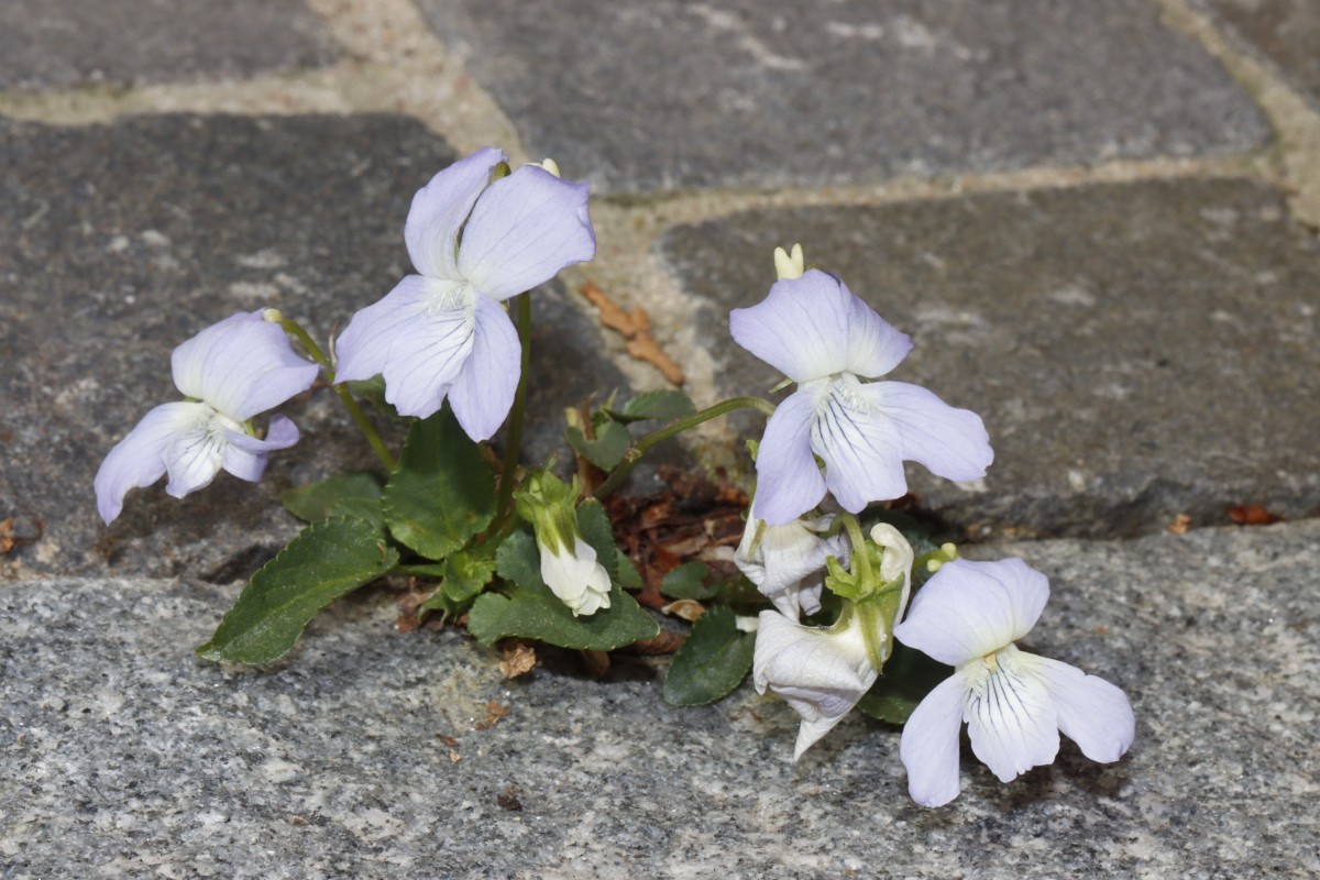 Viola schultzii ex Gottmadingen GartenWe A2.jpg