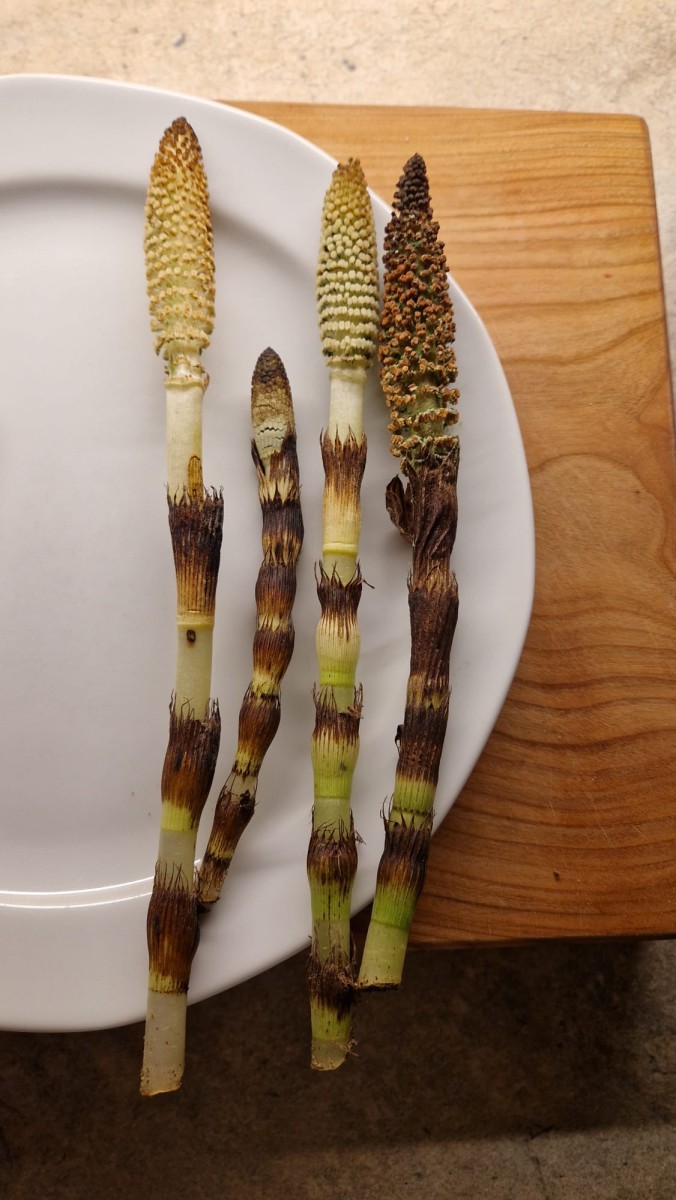 WhatsApp Image 2026-04-18 at 16.33.31 (1).jpeg