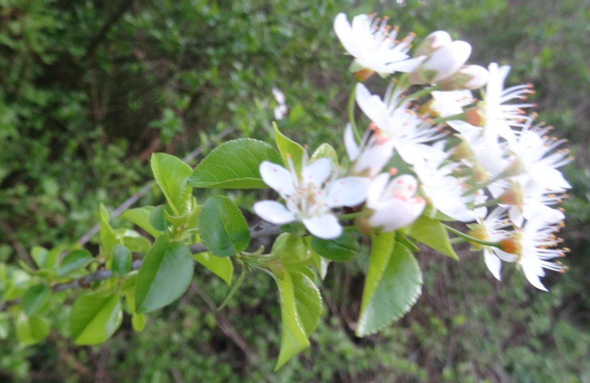 DSC03414 Steinweichsel.JPG