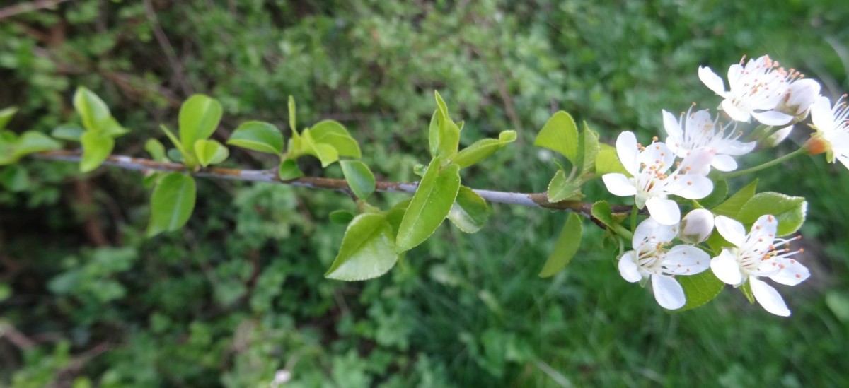 DSC03413 Steinweichsel.JPG