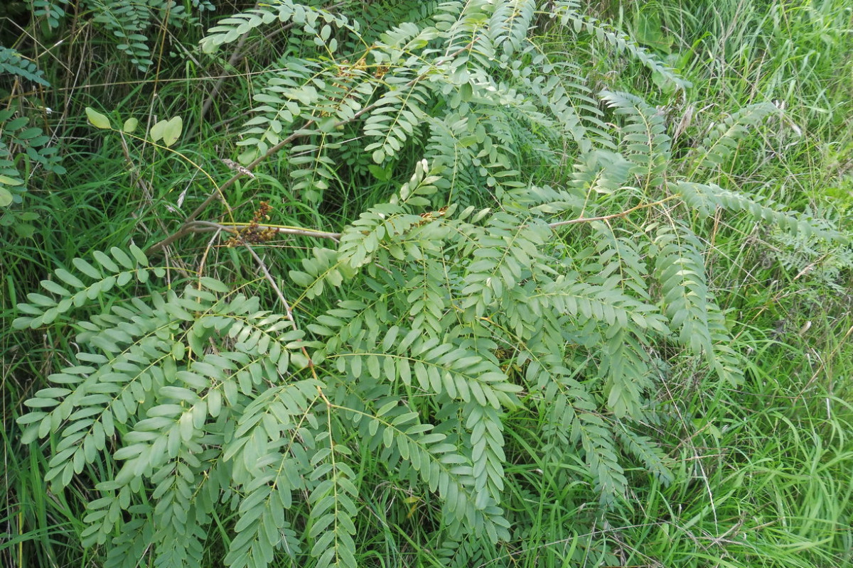 Amorpha 5.JPG