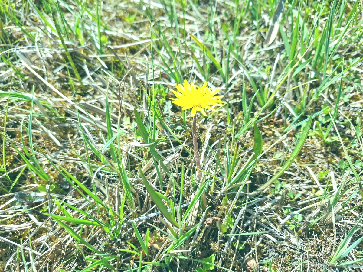 20260422_123546_Taraxacum_palustre_agg.jpg
