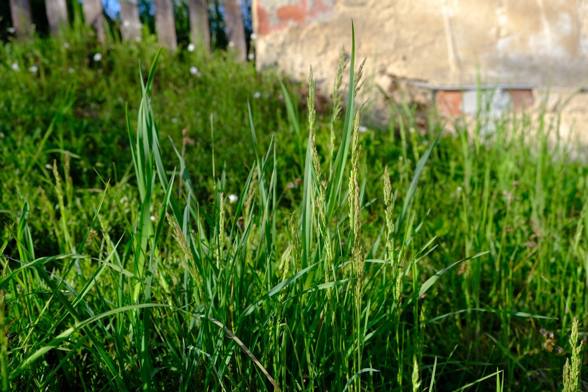 DSCF0591.JPG