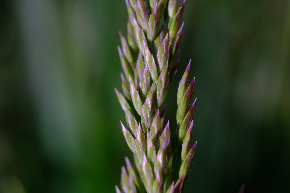 DSCF0592.JPG