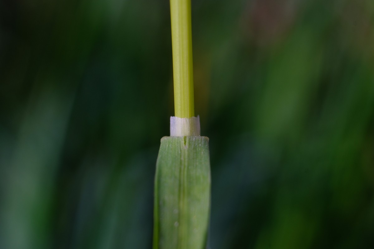 DSCF0593.JPG