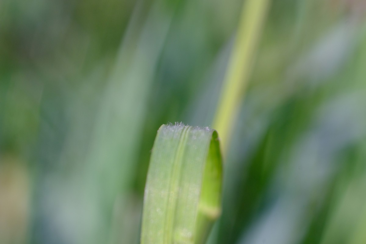 DSCF0594.JPG