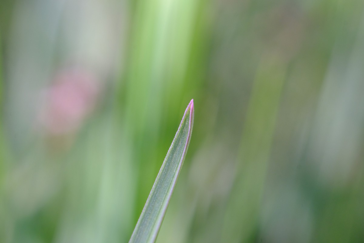DSCF0596.JPG