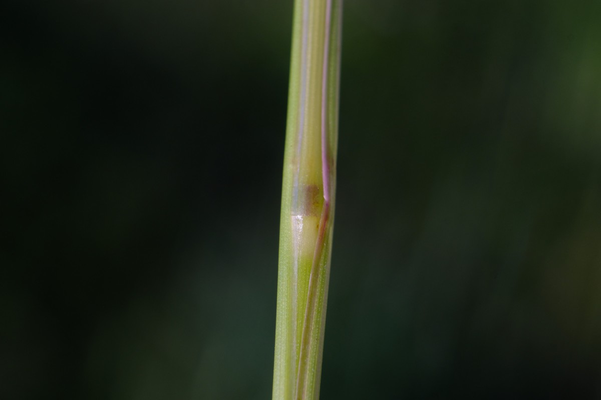 DSCF0597.JPG