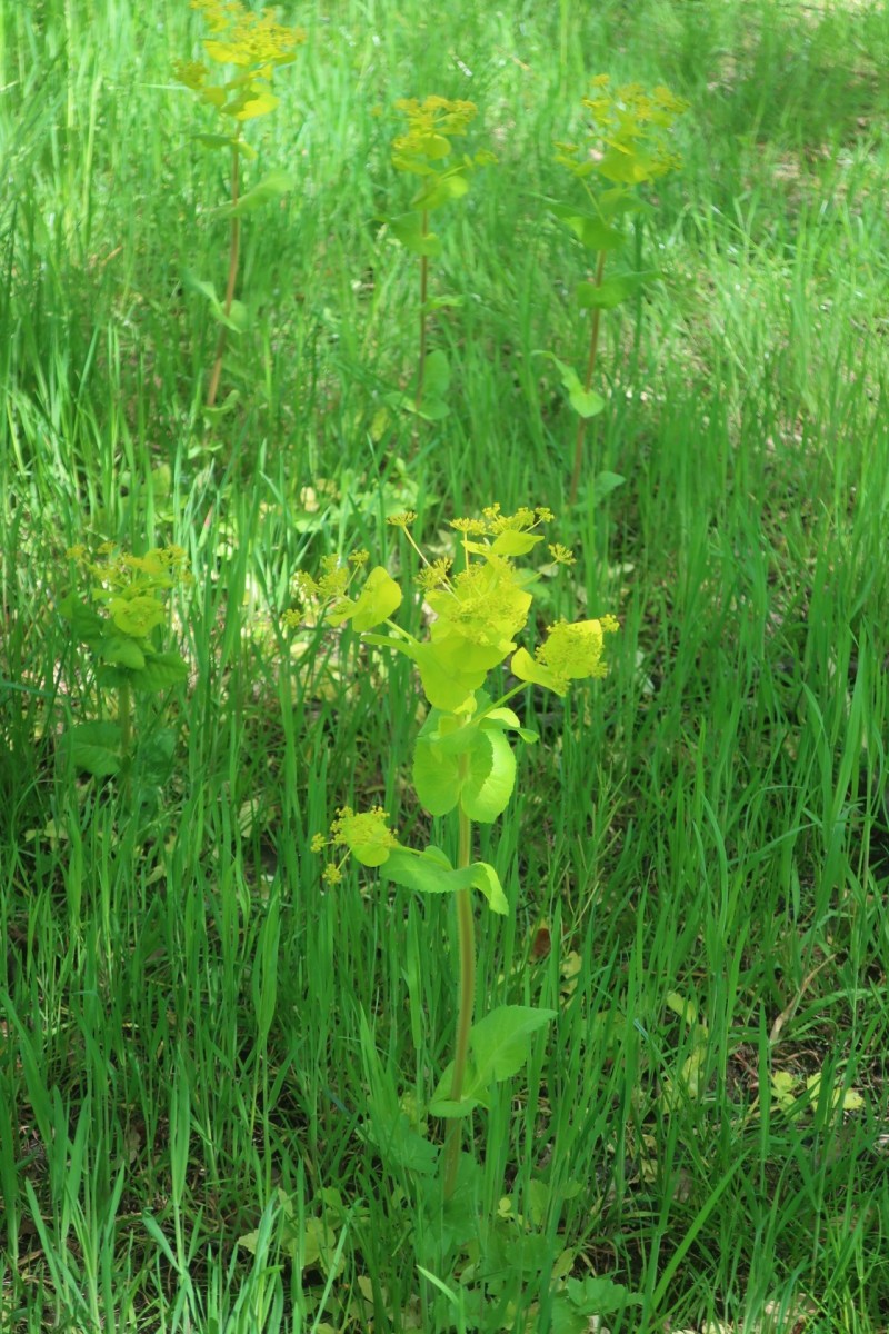Die Gelbdolde ist praktisch überall in Würzburg zu finden: im Ringpark, im Botanischen Garten, an Weg- und Straßenrändern.