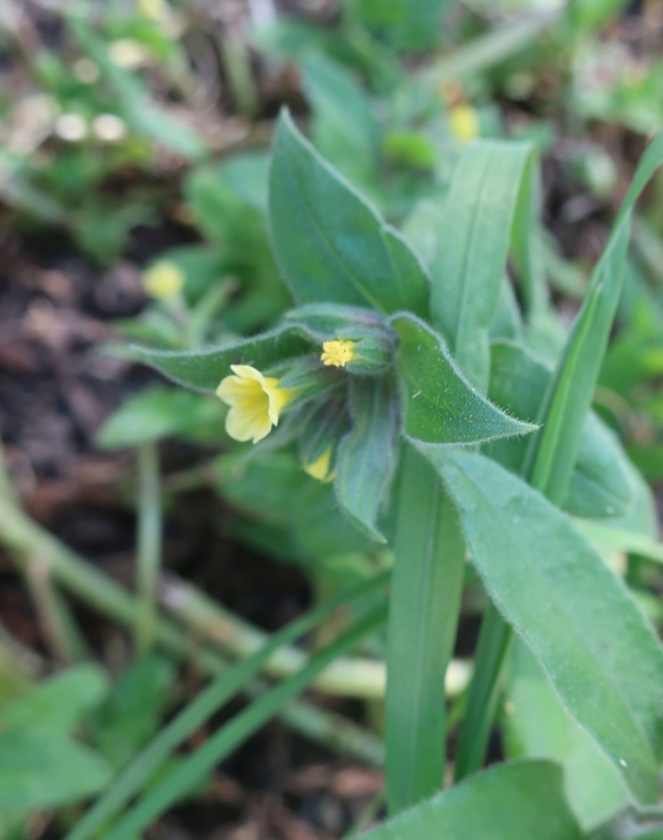 Ein Erstfund für mich: das Gelbe Mönchskraut.