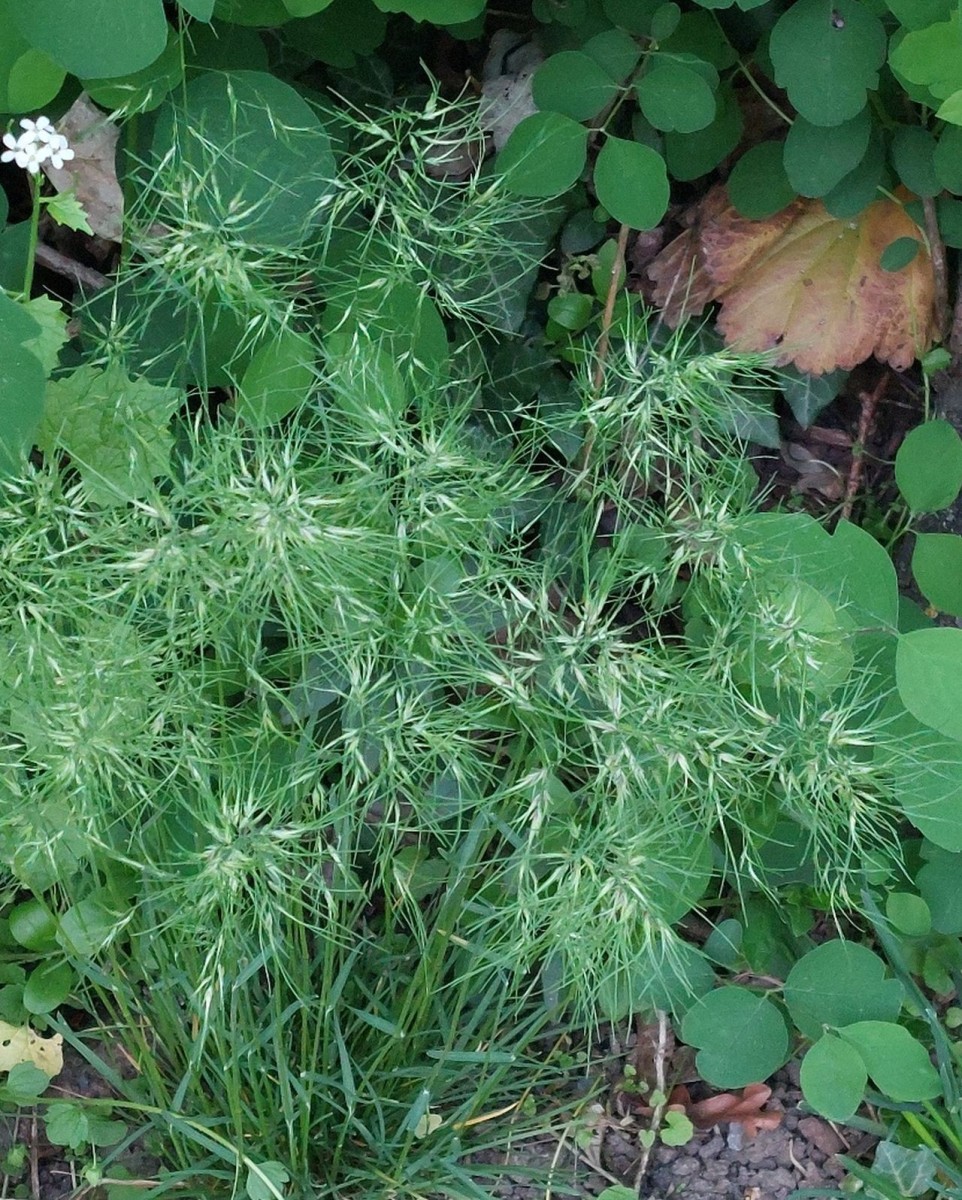 Auf einer der noch nicht gemähten Flächen war das Knollige Rispengras reichlich zu finden.