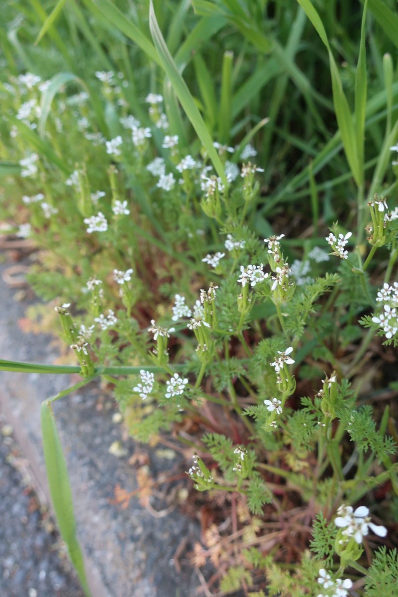 Zwischen Hecke und Straßenrand blühte der Gewöhnliche Nadelkerbel.