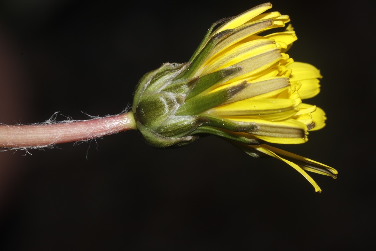 Taraxacum palustre Reinheim SL cult Weiherberg24 A13.jpg