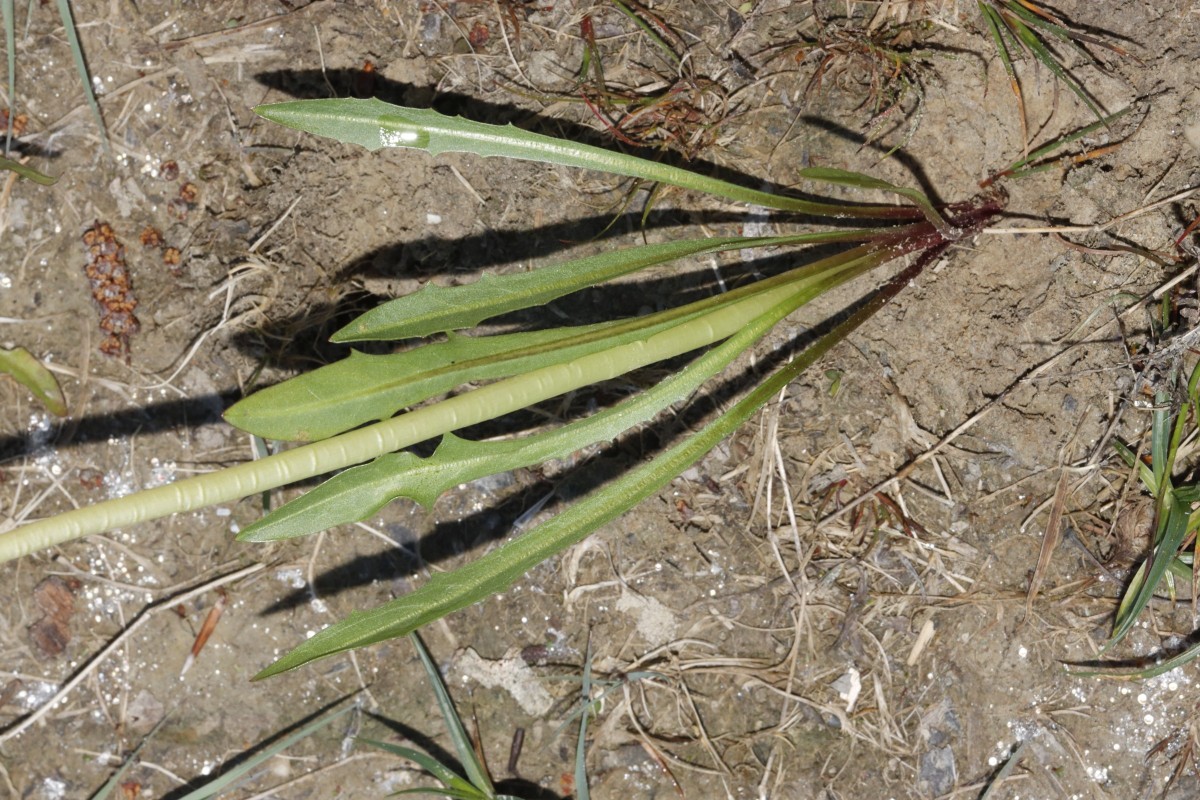 Taraxacum bavaricum (dentiferum) 25-513 Ammersee Süd A07.jpg