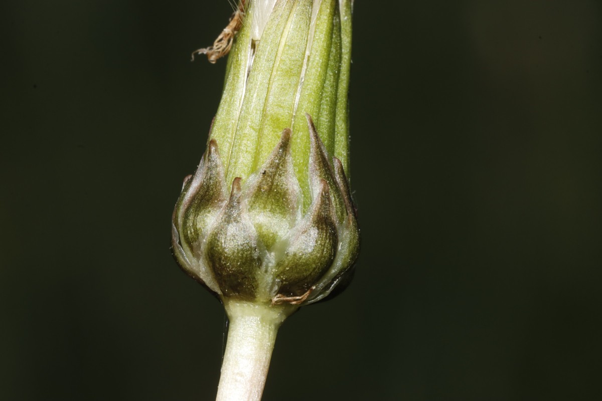 Taraxacum bavaricum (dentiferum) 25-515 Ammersee Süd A04.jpg