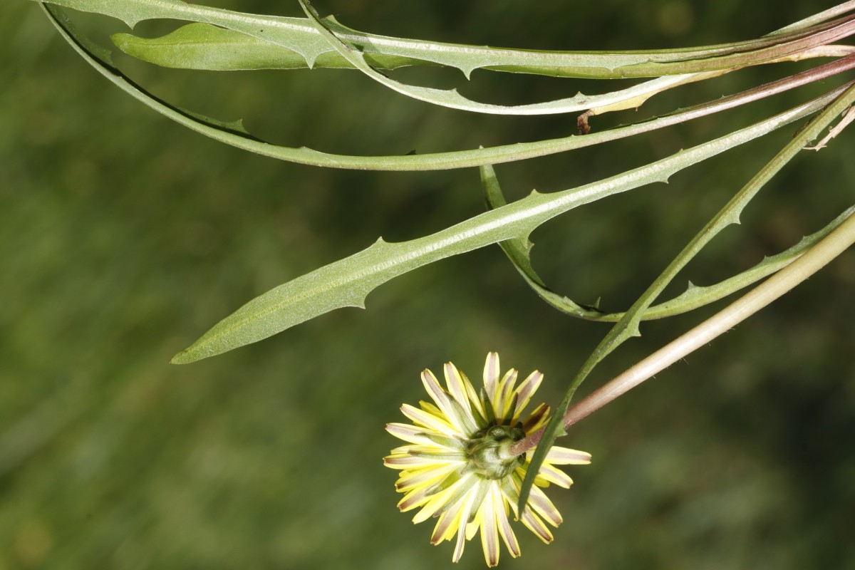 Taraxacum bavaricum 25-448 Oberau Loisachwiesen A12.jpg