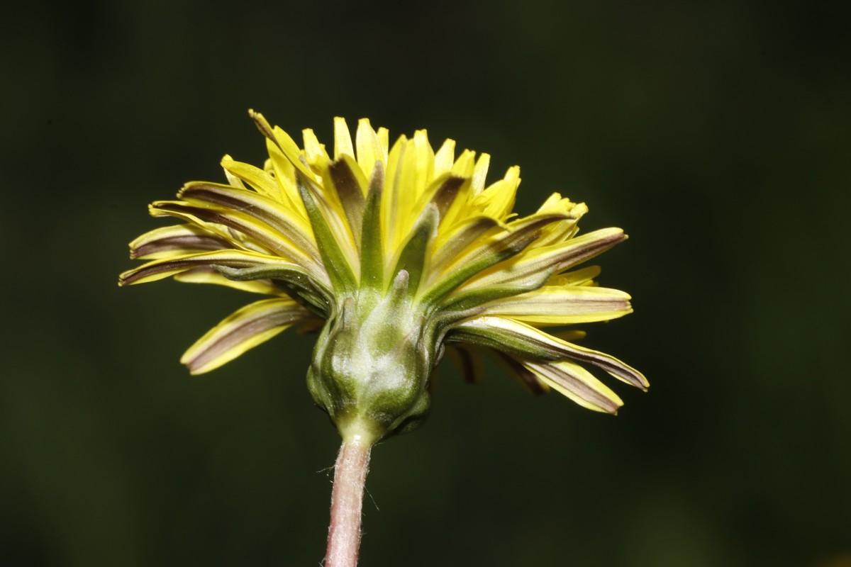 Taraxacum bavaricum 25-448 Oberau Loisachwiesen A14.jpg