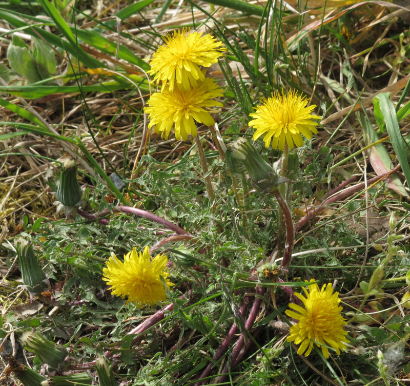 Taraxacum tortilobum