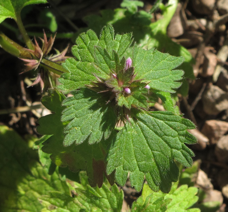 Lamium hybridum