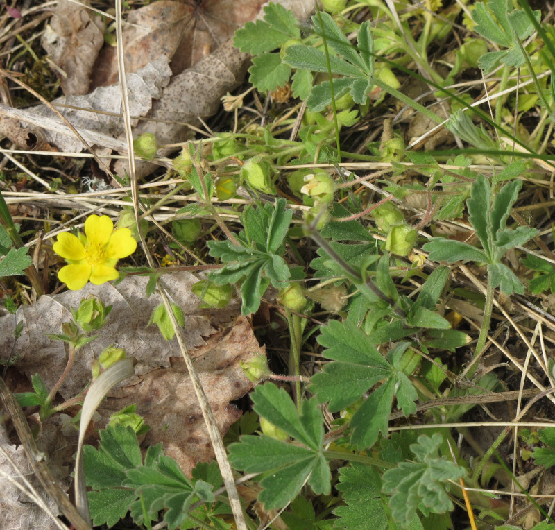 eine graufilzige Fingerkraut-Art