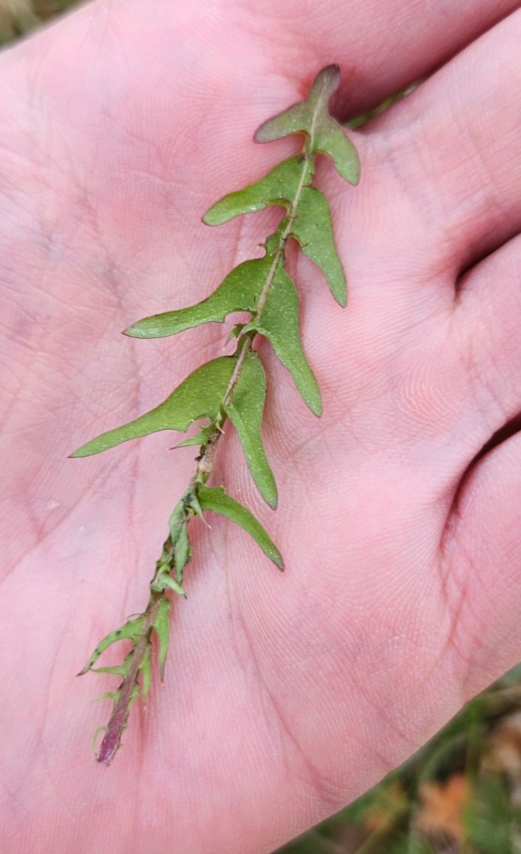 Blatt von Taraxacum lacistophyllum.jpg (518.21 KiB) 4 mal betrachtet Blatt von Taraxacum lacistophyllum.jpg