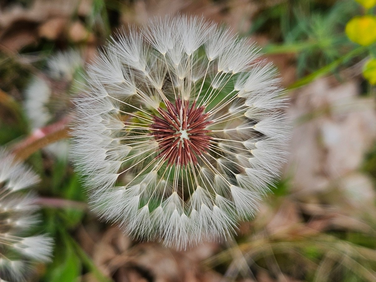 Die roten Achänen von Taraxacum lacistophyllum.jpg (602.04 KiB) 463 mal betrachtet Die roten Achänen von Taraxacum lacistophyllum.jpg