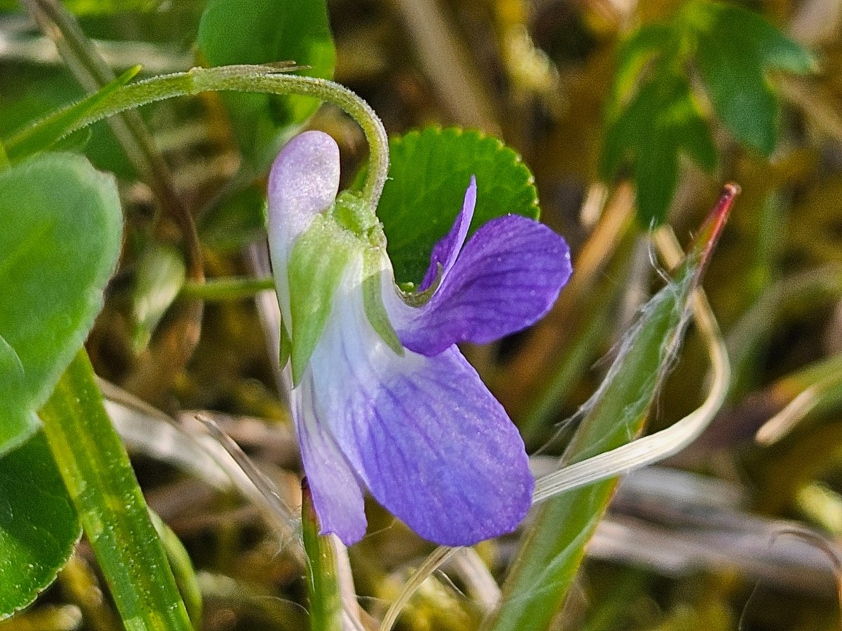 Viola rupestris.jpg (799.94 KiB) 4 mal betrachtet Viola rupestris.jpg