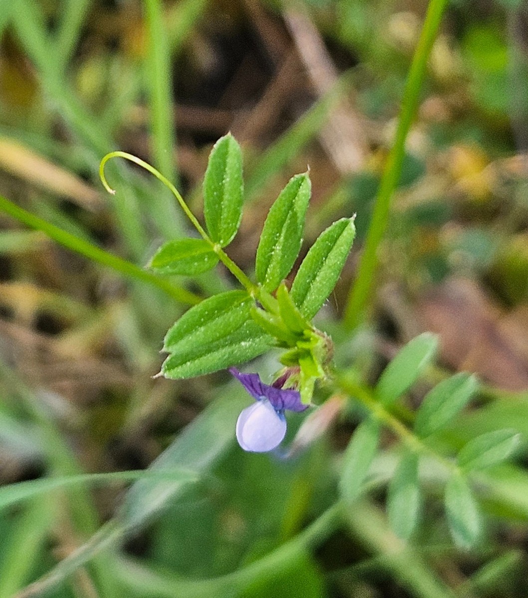 Vicia lathyroides.jpg (678.51 KiB) 4 mal betrachtet Vicia lathyroides.jpg