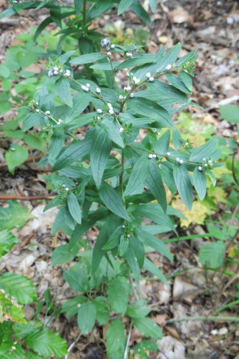 Lithospermum officinale Echter Steinsame 1.JPG