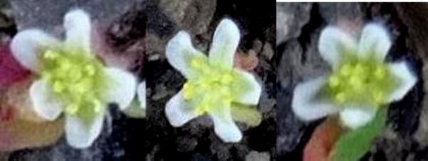 alle 3 Blüten nebeneinander