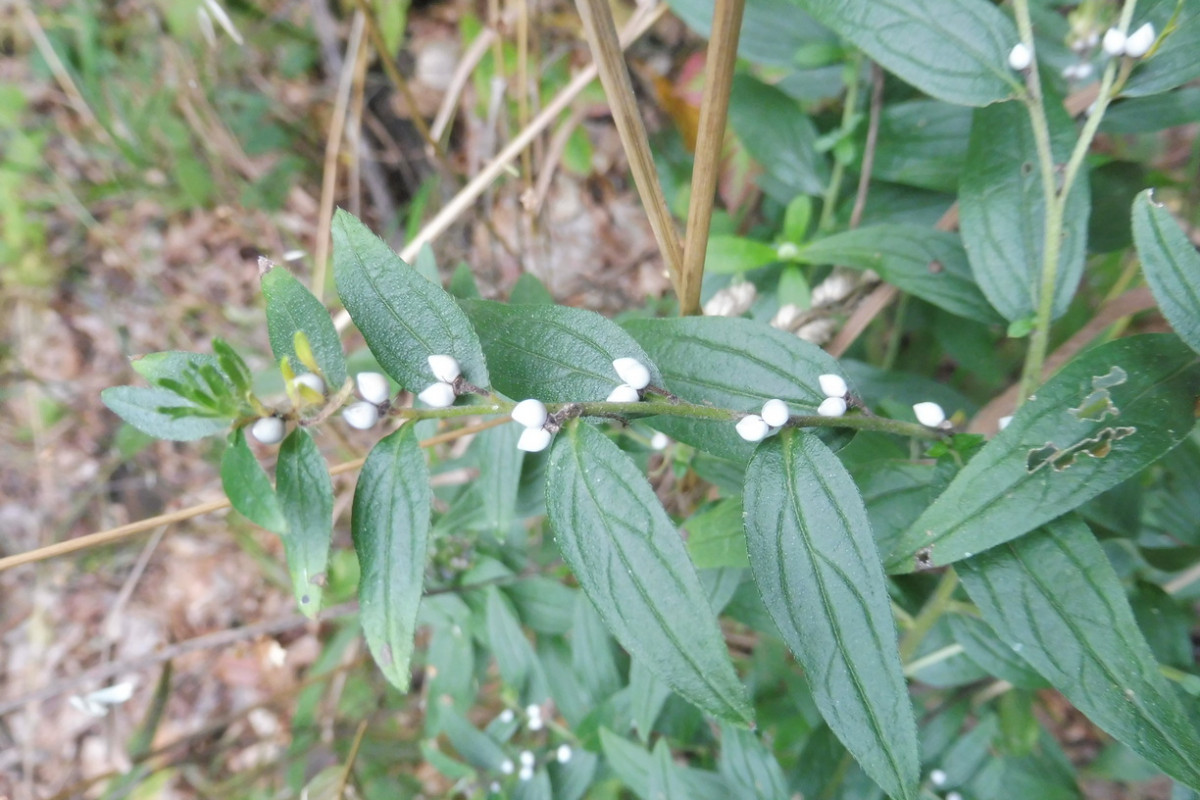 Lithospermum officinale Echter Steinsame 2.JPG