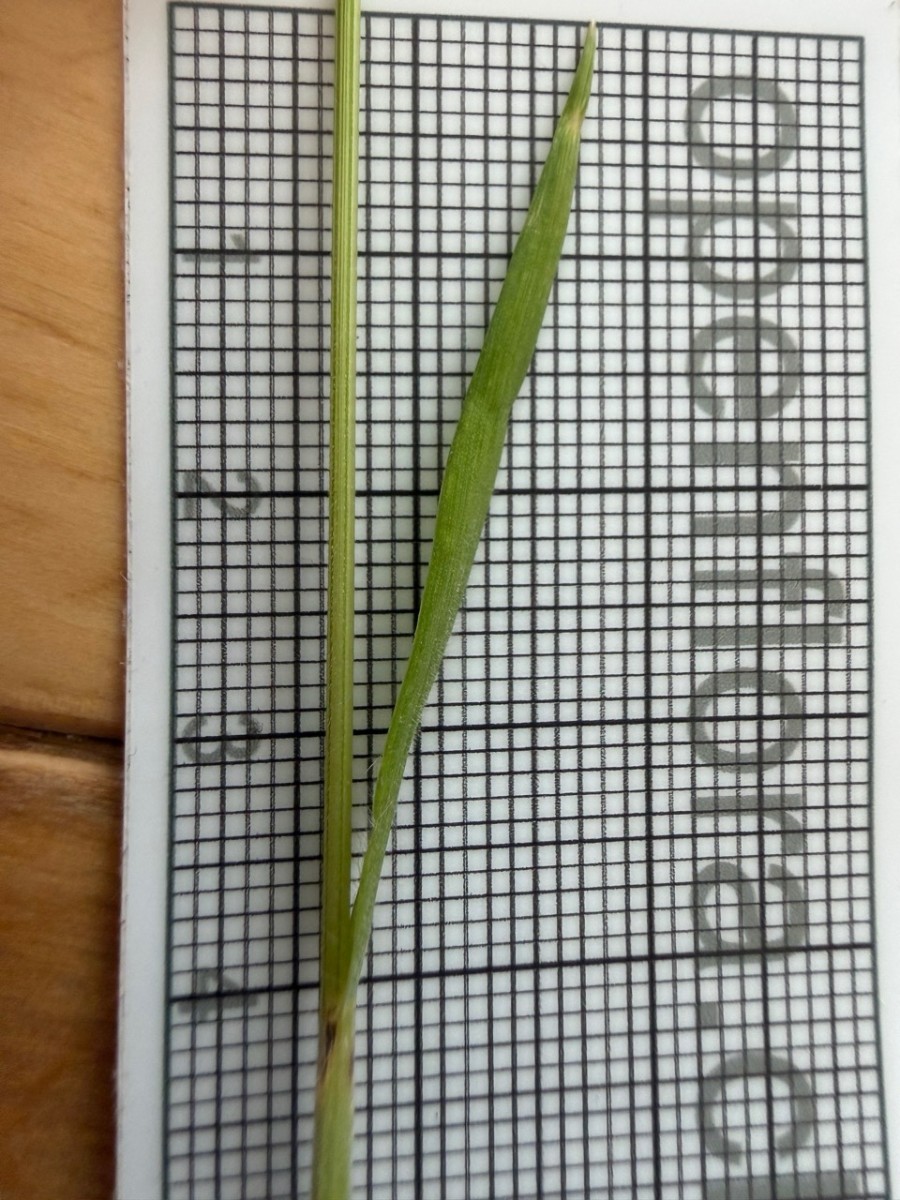 Groß (IMG_1441).jpeg