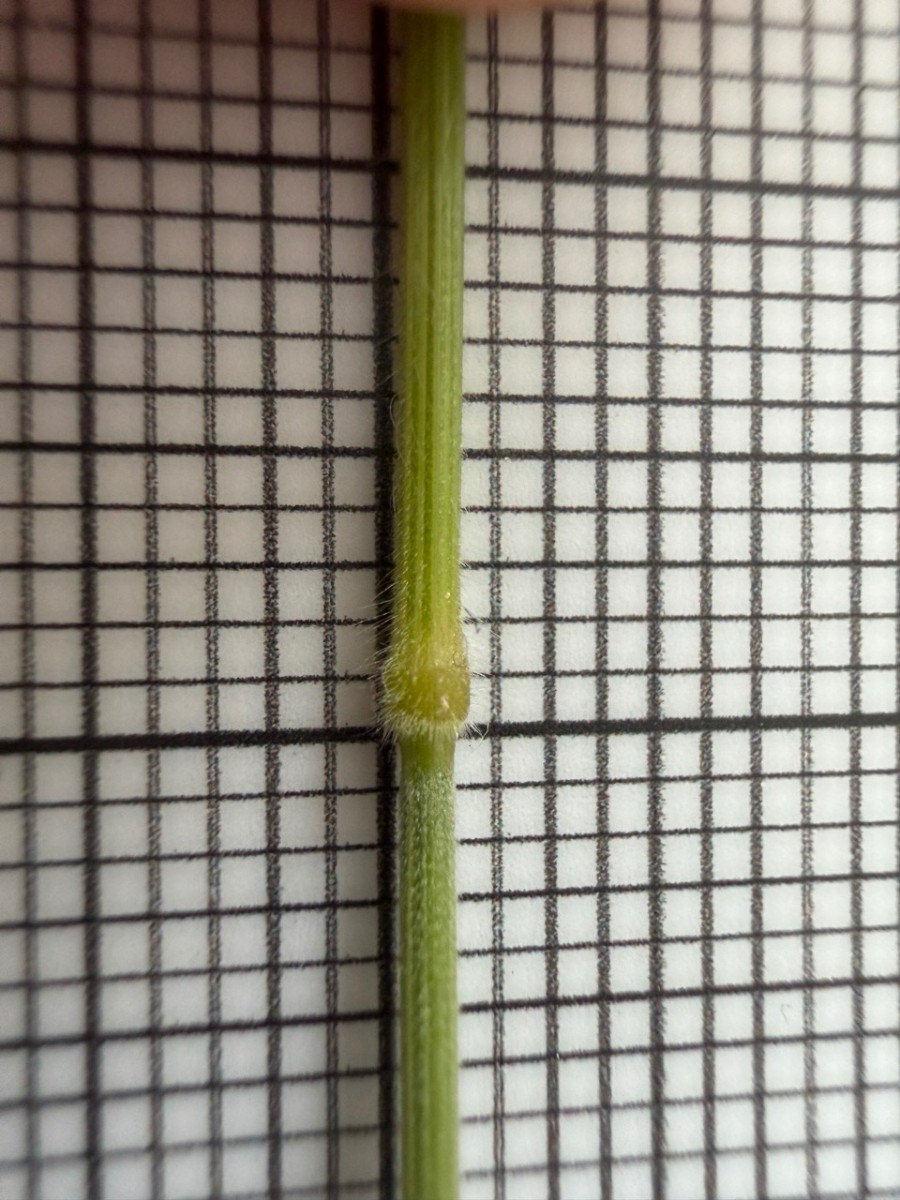 Groß (IMG_1440).jpeg