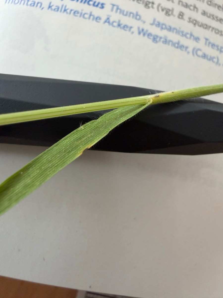 Groß (IMG_1443).jpeg