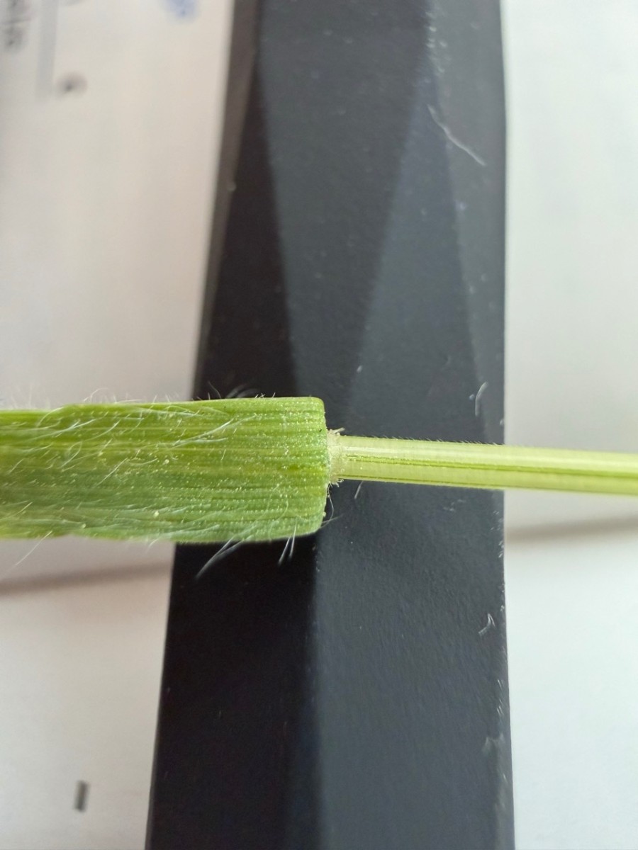 Groß (IMG_1445).jpeg