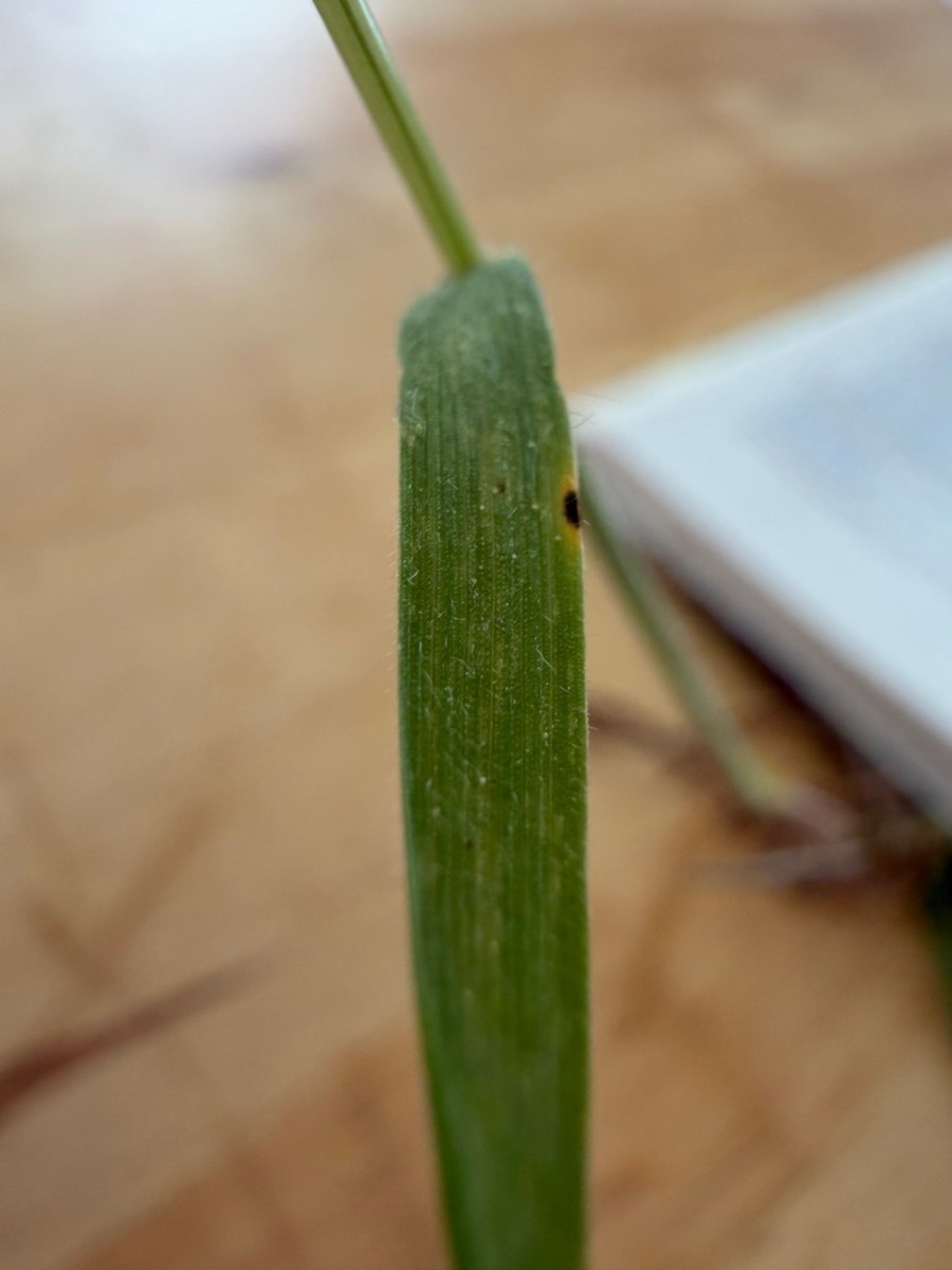 Groß (IMG_1442).jpeg