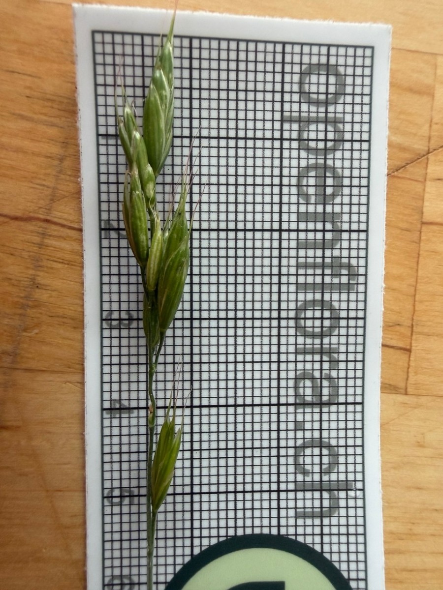 Groß (IMG_1439).jpeg